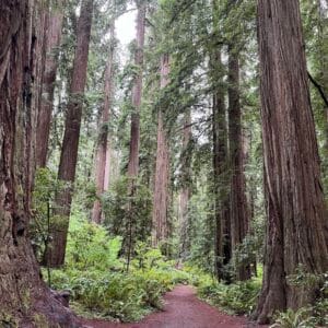 Peace Communion with the Redwoods
