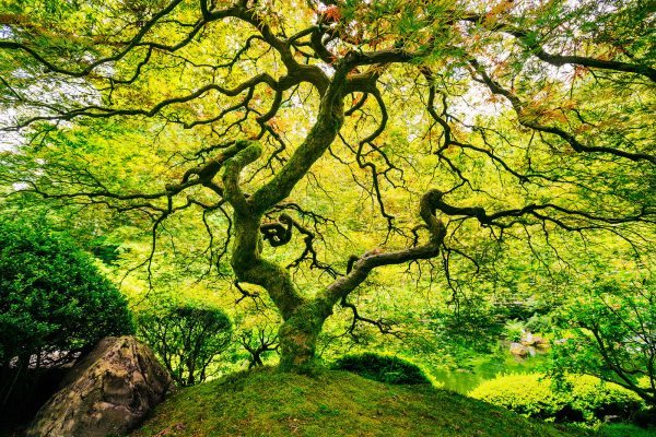 BP-tree